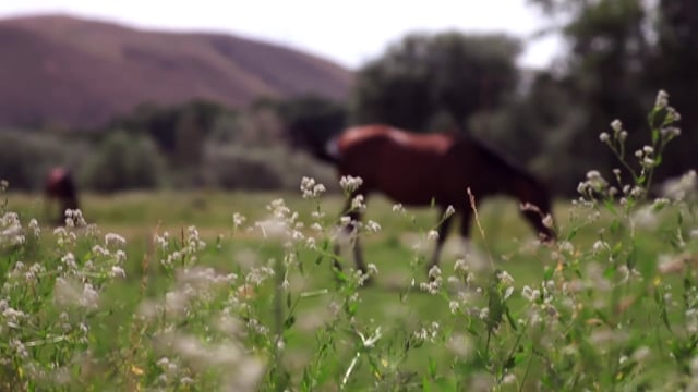 Bank of the West: British Motors