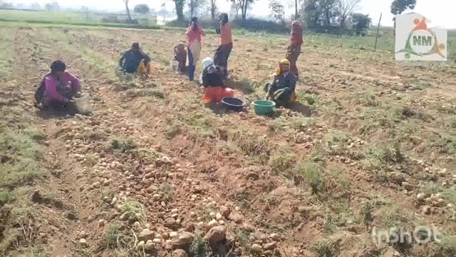 किसानों ने शुरू की आलू फसल की खुदाई पैदावार कम होने से मायूस दिखाई दे रहे किसान।