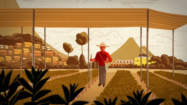 Peet's Coffee - Sourcing With Impact