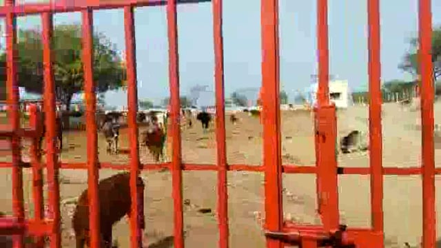 अधिकारियों की लापरवाही चलते गौशाला में गौवंशों की दुर्दशा
जिन्दा गौवंश की आँखें नोच रहे कौवे
मृत को नोच रहे कुत्ते