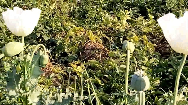 कौंधियारा में किसान ने खेत में उगाएं अफीम के पौधे#Prayagraj 