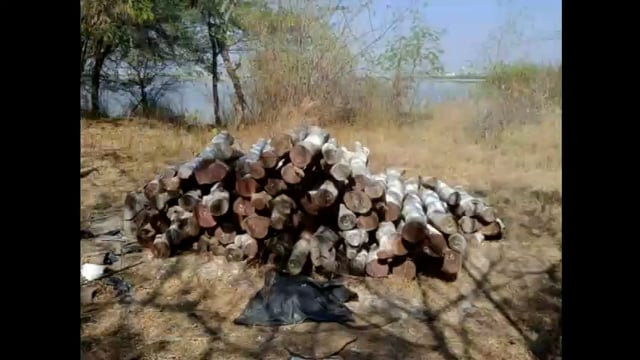 आटपाडीच्या वन विभागाकडून जप्त केलेल्या साग्वनी लाकडा च्या कारवाईमध्ये गोलमाल चा संशय


