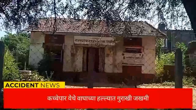 कच्चेपार येथे वाघाच्या हल्ल्यात गुराखी जखमी. 