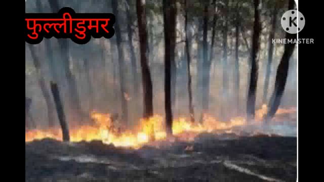 भितीया पंचायत के बिहारो पहाड़ में लगी आग से झुलस रहे हरे पेड़, वन विभाग के पदा० उदासीन