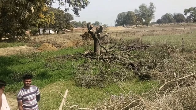 प्रतापगढ़ जिले के बिहार ब्लॉक के मौरी चौराहे पर हरे आम के पेड़ पौधों की हो रही कटाई जिम्मेदार बने मूकदर्शक निर्देशक,