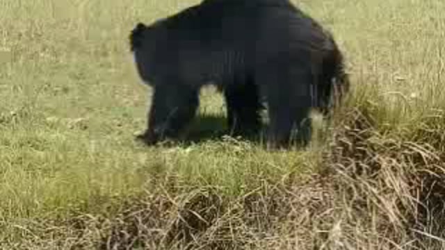 भालुओं का परिवार पहुँचा गाँव, भालुओं को देखने के लिए इकट्ठा हुयी भीड़, पुलिस व वन विभाग ने भालुओं को पकड़ा