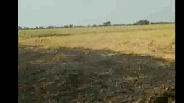 रामपुर में बिजली विभाग की लापरवाही के चलते एक बीघा खेत में खड़ी मटर की फसल जलकर खाक