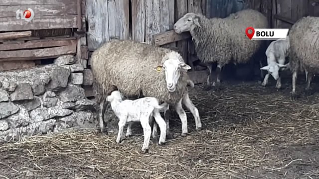 Koyun Sezaryenle İkiz Doğurdu