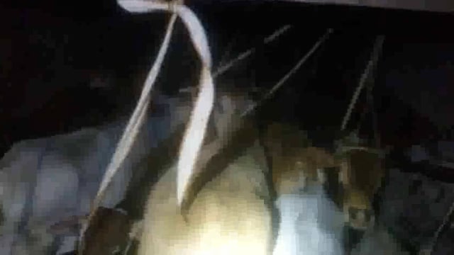 थाना उदयपुर एसआई चंद्र भान यादव ने गौ तस्करों के चंगुल से २१ गौवंश को कराया मुक्त, गौ तस्कर भागने में रहे कामयाब