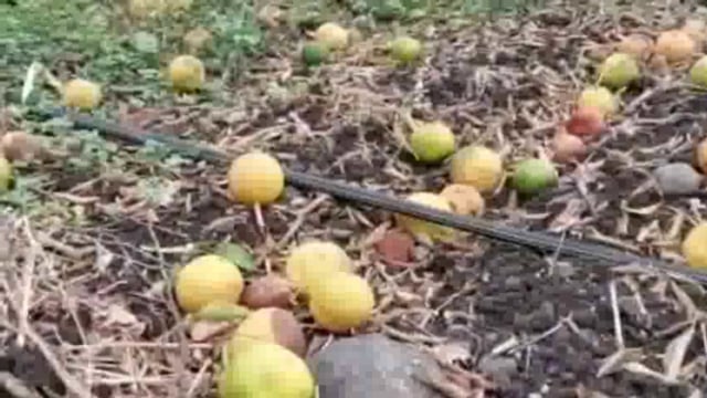 अमरावती मध्ये अवकाळी पाऊस ; संत्रा उत्पादक शेतकऱ्यांचे मोठ्या प्रमाणात नुकसान 
