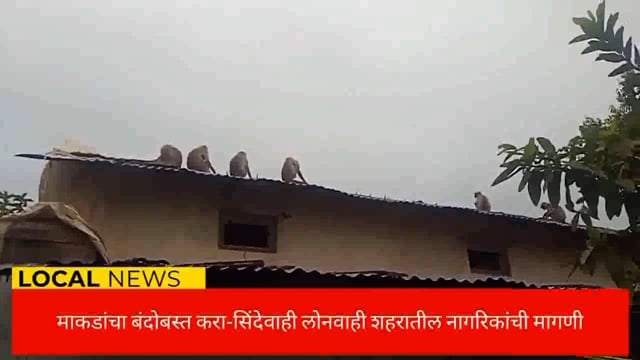 सिंदेवाही लोनवाही नगरपंचायत क्षेत्रातील अनेक प्रभागात माकडांचा हैदोस- माकडाचा बंदोबस्त करा नागरिकांची मागणी. 