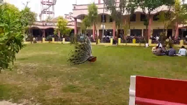 जंगल में मोर नाचा किसने देखा, हमने देखा, हमने देखा