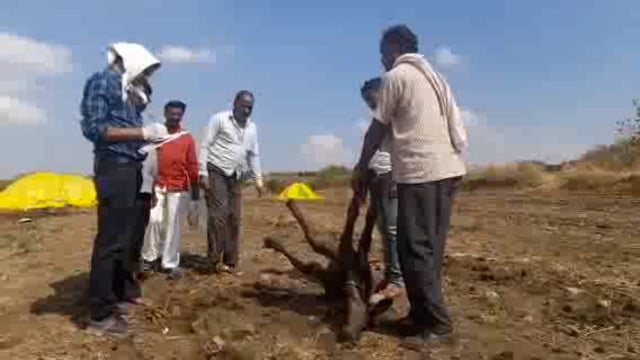 वीज पडून ठार झालेल्या नागलगाव व कौळखेड येथील जनावरांचे डॉक्टरांनी केले शवविच्छेदन