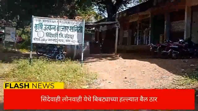 सिंदेवाही लोनवाही नगरपंचायत हद्दीतील प्रभाग क्रमांक दोन मध्ये बिबट्याच्या हल्ल्यात बैल ठार. 