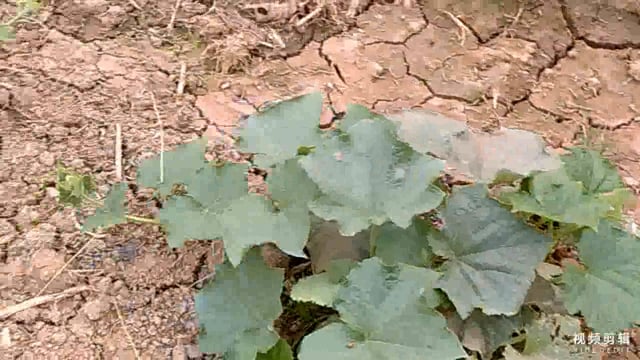 मौसम में आए बदलाव से एवं वर्षा होने से किसानों की बड़ी चिंता