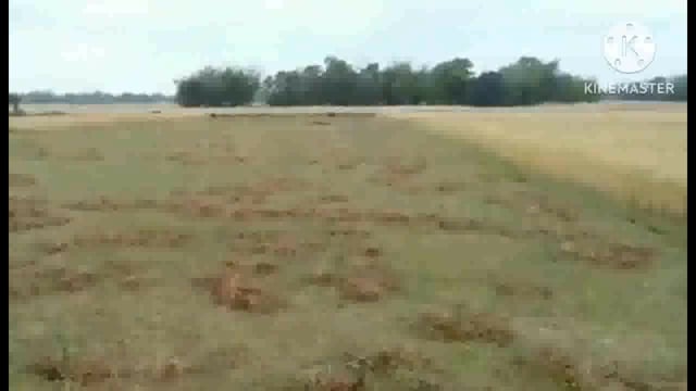 बिस्फी में बेमौसम हुई बारिश से किसानों का हुआ फसल बर्बाद,किसानों में छायी मायूसी