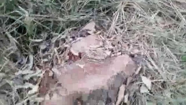 खोहर जंगल में शीसम के हरे पेड़ के अवैध कटान का वीडियो सोशल मीडिया पर हुआ वायरल ।
