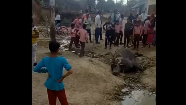 पड़ोहरा में करंट की चपेट में आने से भैस की मौत