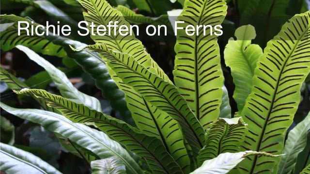 Richie Steffen – Ferns