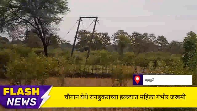 ब्रह्मपुरी तालुक्यातील चौगान येथे रानडुकराच्या हल्ल्यात महिला गंभीर जखमी. 