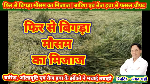 फिर से बिगड़ा मौसम का मिजाज, बारिश एवं तेज हवा के झोकों से गिरकर चौपट हुई फसल