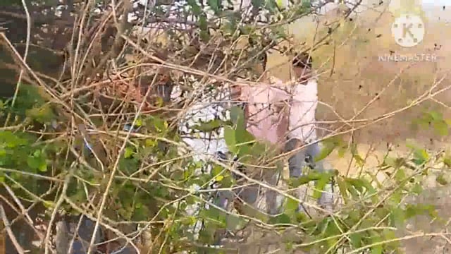 फुल्लीडुमर थाना क्षेत्र के जतकुटिया गांव के पास जंगल में एक युवक की मिली लाश, लाश तारापुर थाना क्षेत्र का बताया जा रहा