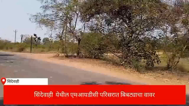 सिंदेवाही-नवरगाव मार्गावरील एमआयडीसी परिसरात वाघाचा दर्शन,ये- जा करणाऱ्या नागरिकात भीतीचे वातावरण. 