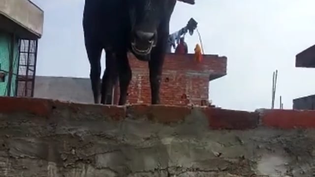 मौलागढ़ गांव में छत पर चढ़ा सांड गांव में मची अफरा-तफरी मौके पर पहुंची पुलिस |