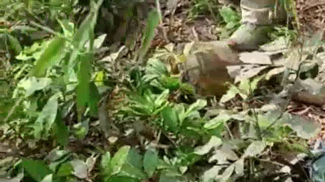 पोखर टोला गांव में पुलिस ने छापेमारी अभियान चलाकर शराब बनाने वाले उपकरण को किया नष्ट