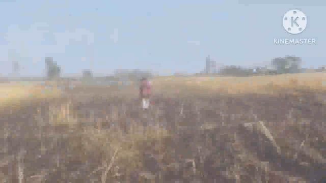 शिबौल में 11000 विद्युत शार्ट सर्किट से 4 बीघा में लगा गेहूं जलकर हुआ राख,किसानों ने मुआवजा का किया मांग