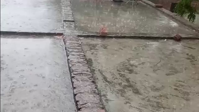 बेमौसम बरसात से किसान परेशान,
बर्बाद हो रही गेहूं की फसल,