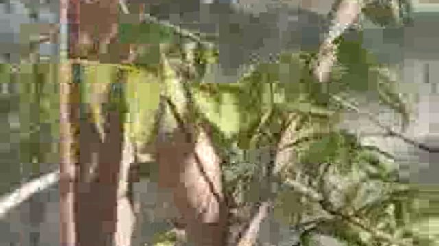 बिहार ब्लाक के सिया ग्राम सभा में जेसीबी से कराया जा रहा मनरेगा का कार्य ग्रामीणों में आक्रोश,