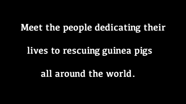 The Keepers of the Pigs -Trailer