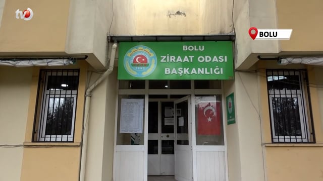 Bolu'da Patates Üreticisi Mısıra Yöneldi