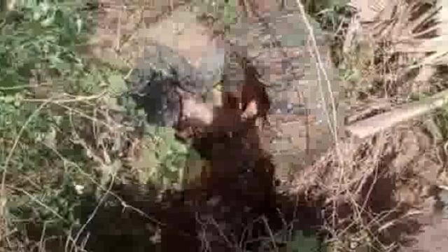 उत्पाद विभाग ने जंगली इलाकों से जमा महुआ व भट्टी को किया ध्वस्त 