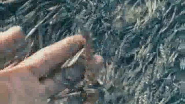 मांट थाना क्षेत्र के कुड़वारा गांव के खंड खेमा नगला में गेहूं की खड़ी फसल में लगी आग