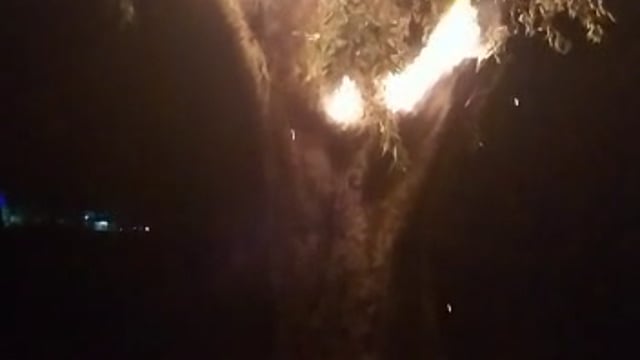  बाघराय थाना क्षेत्र के रामगढ़ बनोही गांव में हरे भरे पेड़ में अचानक लगी आग फायर ब्रिगेड रहा नदारद ग्रामीणों ने दी सूचना