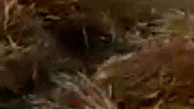 थाना टप्पल क्षेत्र के गांव महा राजगढ़ में अज्ञात कारणों से 5 बीघा फसल जलकर हुई राख