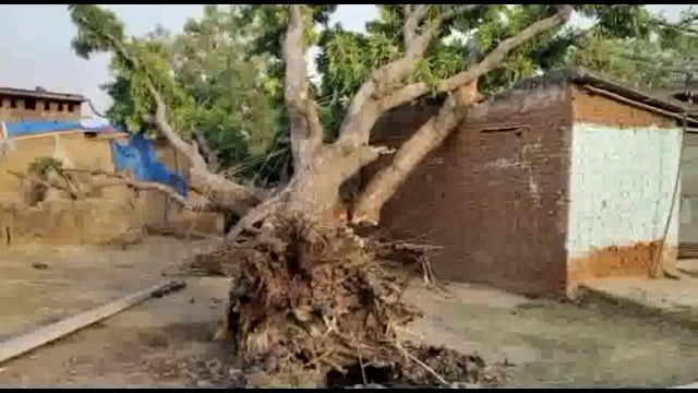 बल्ली कित्ता गांव में घर के ऊपर  गिरा पेड़ चपेट में आने से एक महिला गंभीर रूप से हुई जख्मी