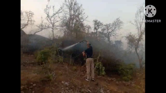 फुल्लीडुमर पंचायत के मयूरनाचन गांव में गुरुवार की दोपहर लगी आग से सैकड़ों हरे भरे पेड़ जले 