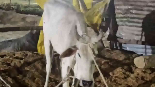 आम आदमी पार्टी नेता राजेश्वर सिंह ने देर रात सिकौथा गौशाला में पहुंचकर घायल गौवंशो का जाना हाल