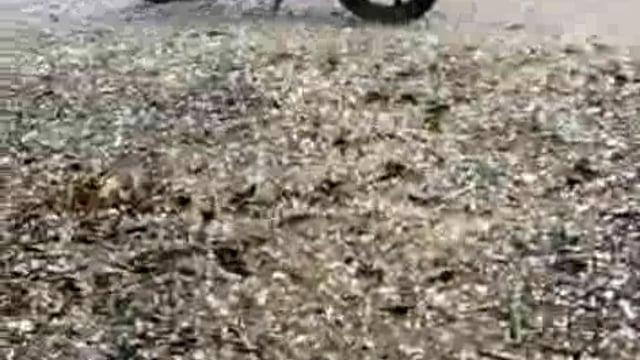 प्रकृति का कहर, बिन मौसम तेज आंधी तूफान के साथ भारी बारिश, ओले मुफ्त मे दिया प्रकृति ने
गर्मी में शिमला मसूरी का एहसास