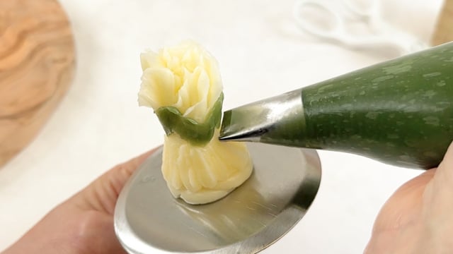 The Blooming Carnation Bud