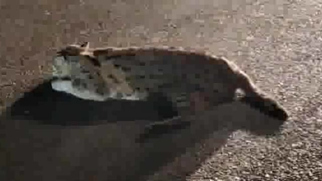 भिलौरी चौराहे पर घायल अवस्था में मिला फिसिंग कैट मौके पर पहुंची पुलिस