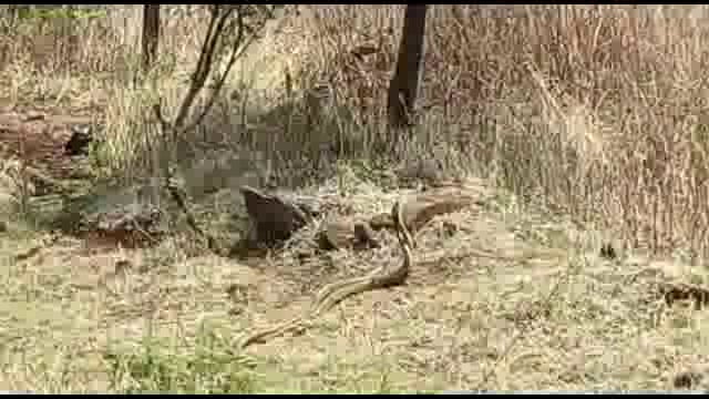 कौळखेड घाटात धामिन नर मादी सर्पाचा एकसंग मनोमिलन