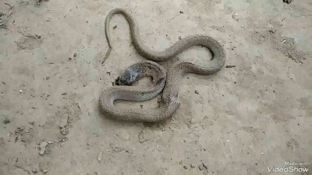 सिरदला प्रखंड में सांप के काटने से एक 40 वर्षीय युवक की हुई मौत