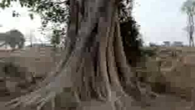 जुड़ीकूईया में पीपल के पेड़ पर गिरी आकाशीय बिजली पेड़ से देर तक निकलता रहा धुंआ