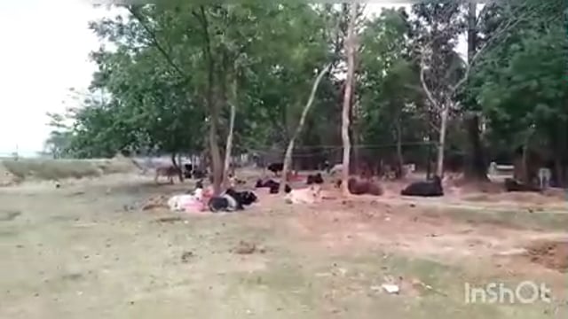 गौशालाओं में अव्यवस्थाओं का बोलबाला जानवरों के रहने खाने पीने की नहीं है समुचित व्यवस्था