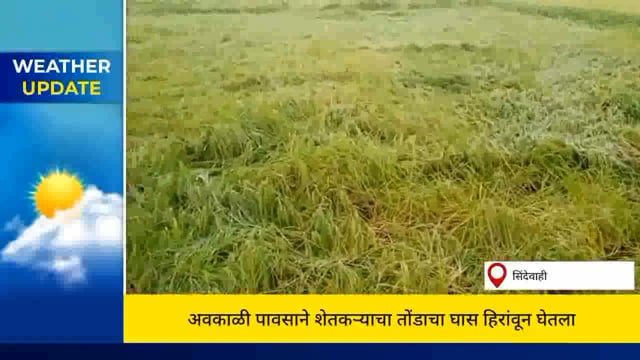 सिंदेवाही तालुक्यातील शेतकऱ्याचे अवकाळी पावसाने तोंडात आलेला घास हिरावून घेतला. 