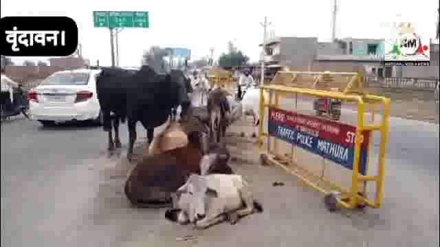 धर्म नगरी वृंदावन की सड़कों पर रहने को बेवस हुआ गौ वंश, जिम्मेदारों का नहीं ध्यान।
